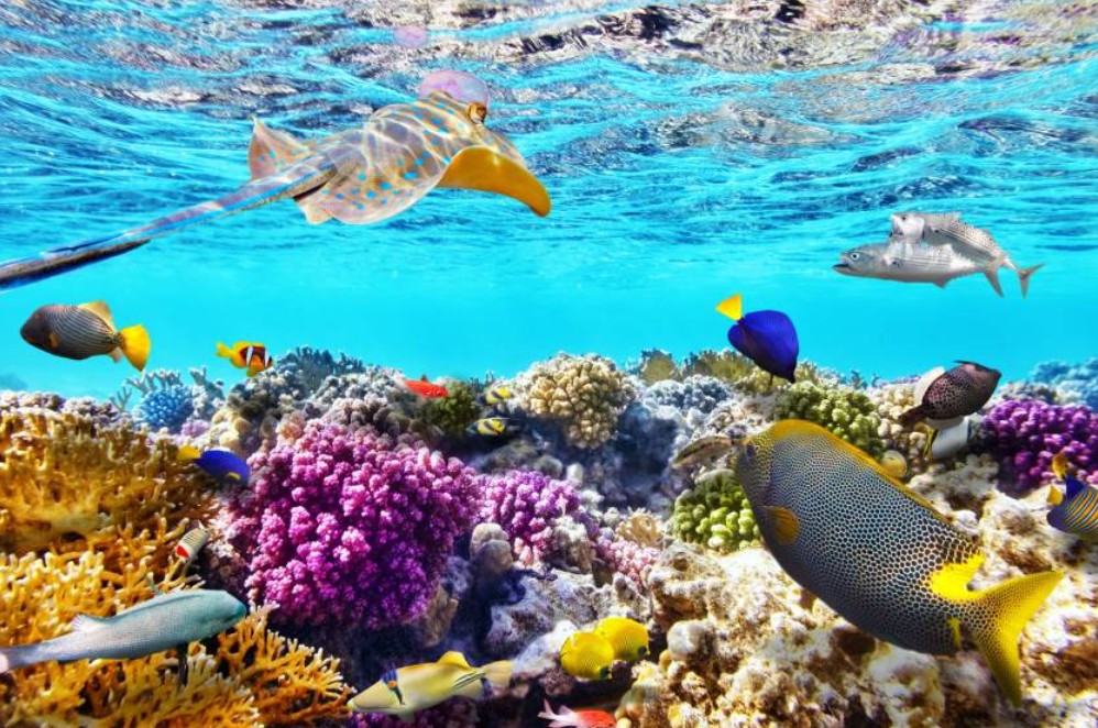Sharm